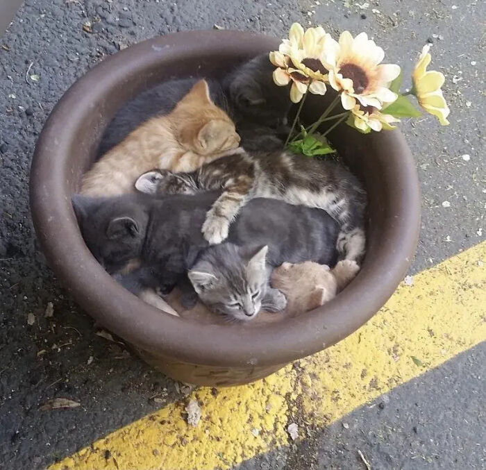 This Instagram Page Is Pure Cat Chaos And You'll Totally Wanna Adopt One