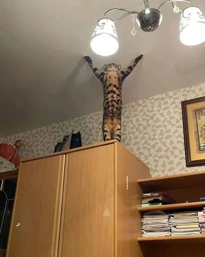 This Instagram Page Is Pure Cat Chaos And You'll Totally Wanna Adopt One