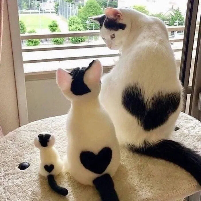 This Instagram Page Is Pure Cat Chaos And You'll Totally Wanna Adopt One