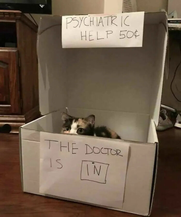 This Instagram Page Is Pure Cat Chaos And You'll Totally Wanna Adopt One