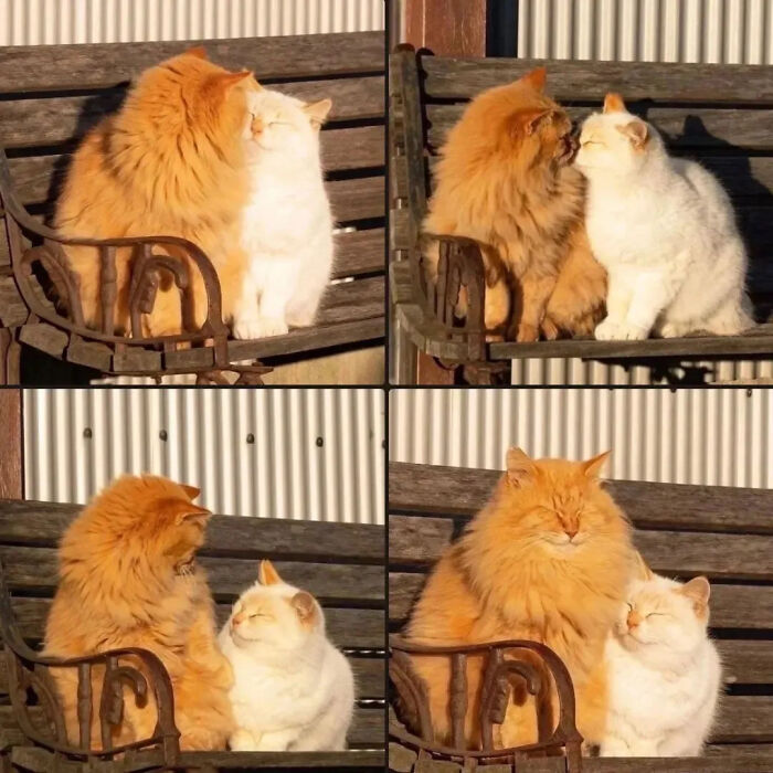 This Instagram Page Is Pure Cat Chaos And You'll Totally Wanna Adopt One