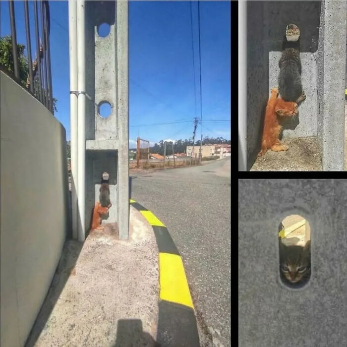 This Instagram Page Is Pure Cat Chaos And You'll Totally Wanna Adopt One