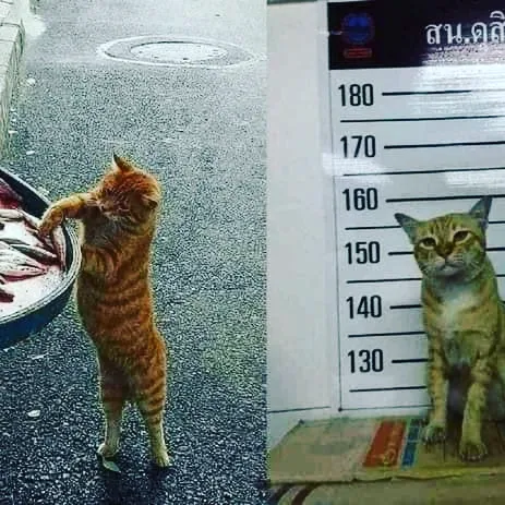 This Instagram Page Is Pure Cat Chaos And You'll Totally Wanna Adopt One