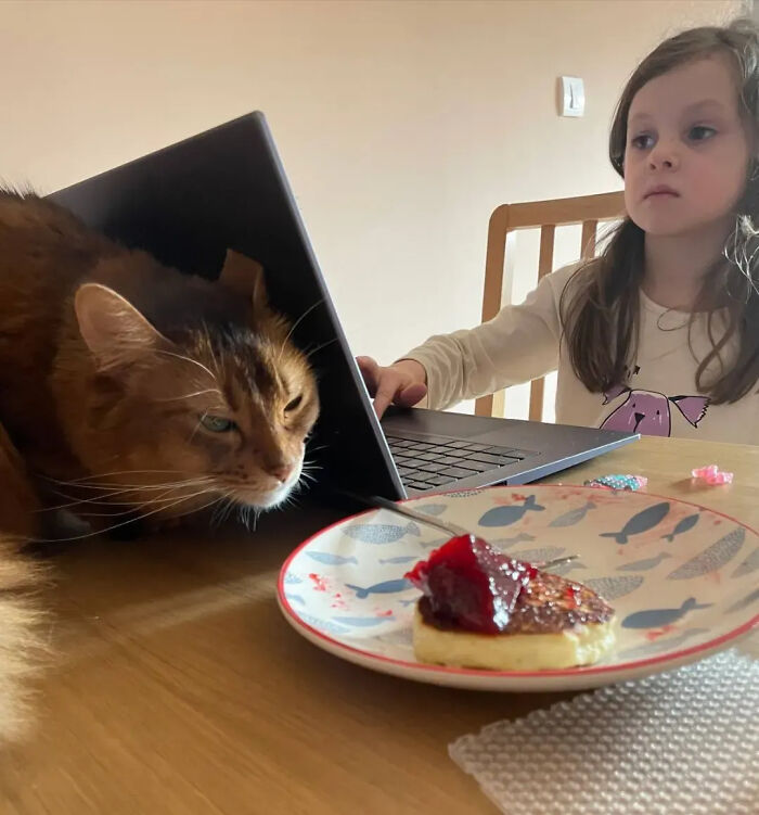 This Instagram Page Is Pure Cat Chaos And You'll Totally Wanna Adopt One