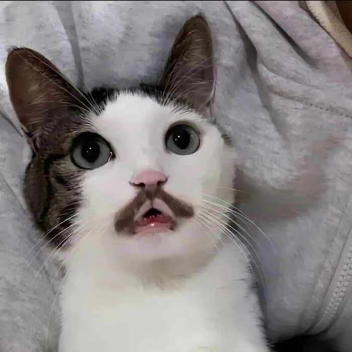 This Instagram Page Is Pure Cat Chaos And You'll Totally Wanna Adopt One