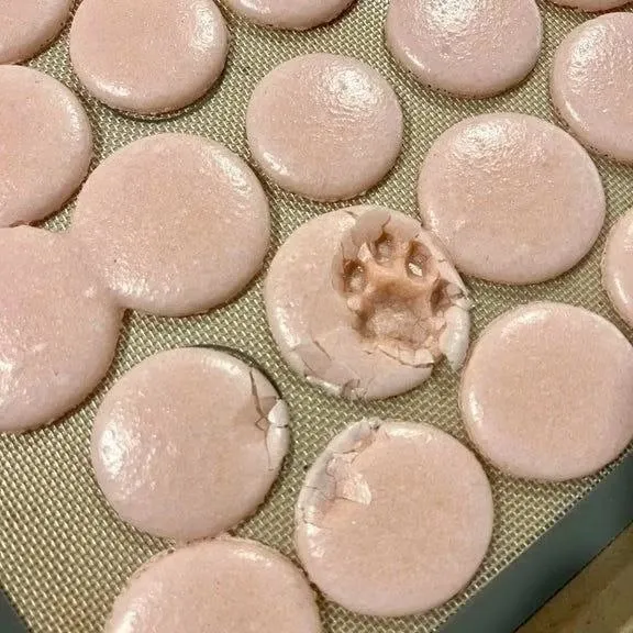 This Instagram Page Is Pure Cat Chaos And You'll Totally Wanna Adopt One