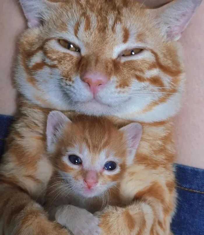 This Instagram Page Is Pure Cat Chaos And You'll Totally Wanna Adopt One