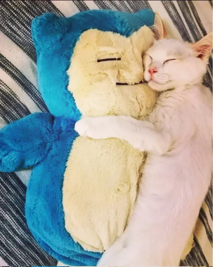 This Instagram Page Is Pure Cat Chaos And You'll Totally Wanna Adopt One