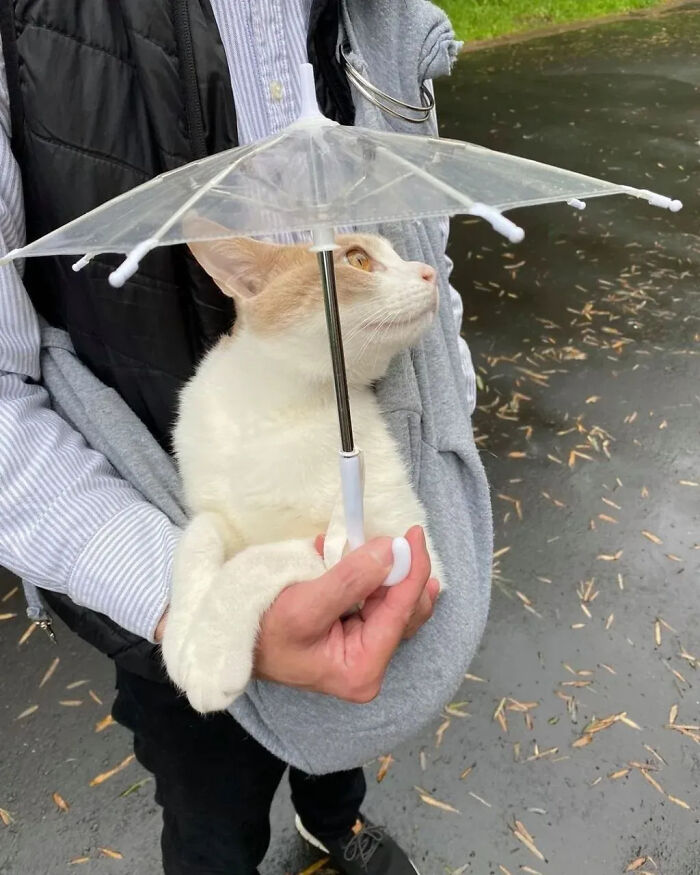 This Instagram Page Is Pure Cat Chaos And You'll Totally Wanna Adopt One