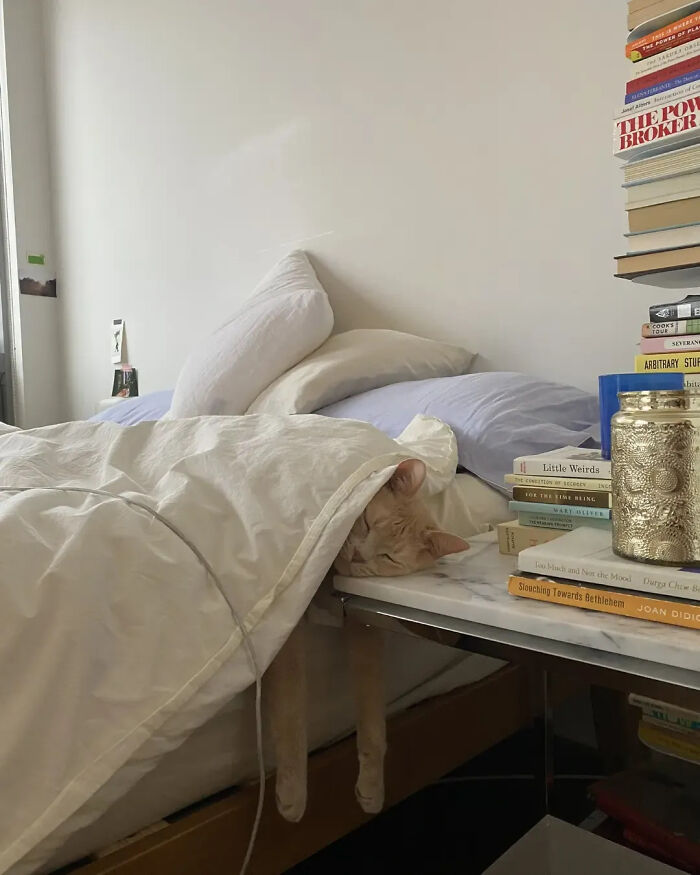 This Instagram Page Is Pure Cat Chaos And You'll Totally Wanna Adopt One