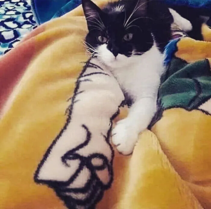 This Instagram Page Is Pure Cat Chaos And You'll Totally Wanna Adopt One