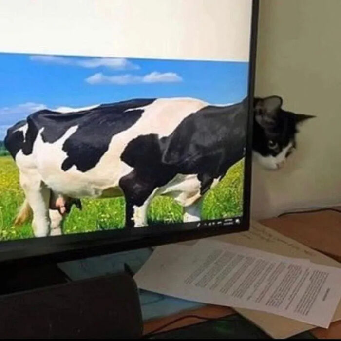 This Instagram Page Is Pure Cat Chaos And You'll Totally Wanna Adopt One