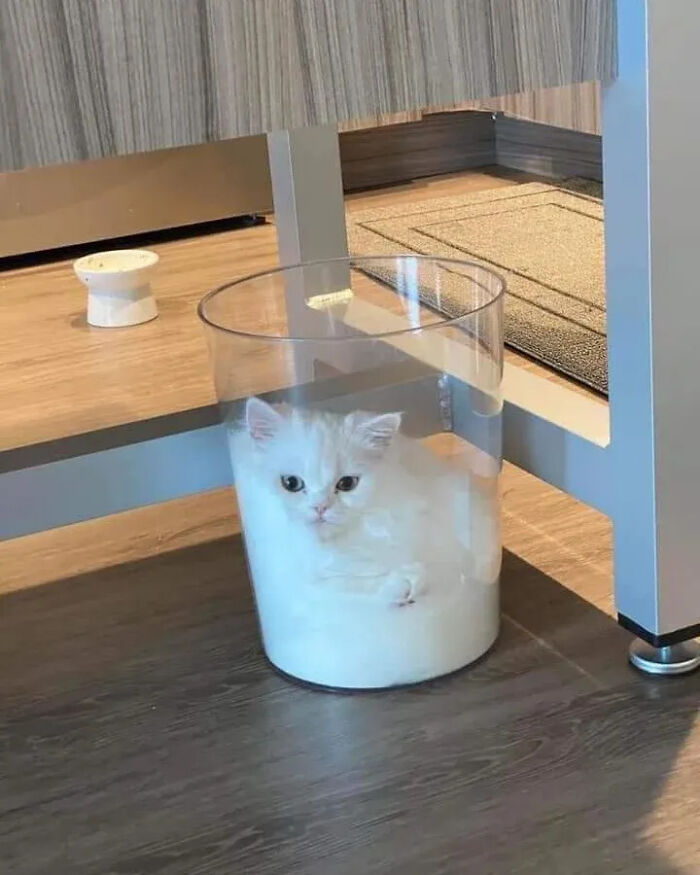 This Instagram Page Is Pure Cat Chaos And You'll Totally Wanna Adopt One