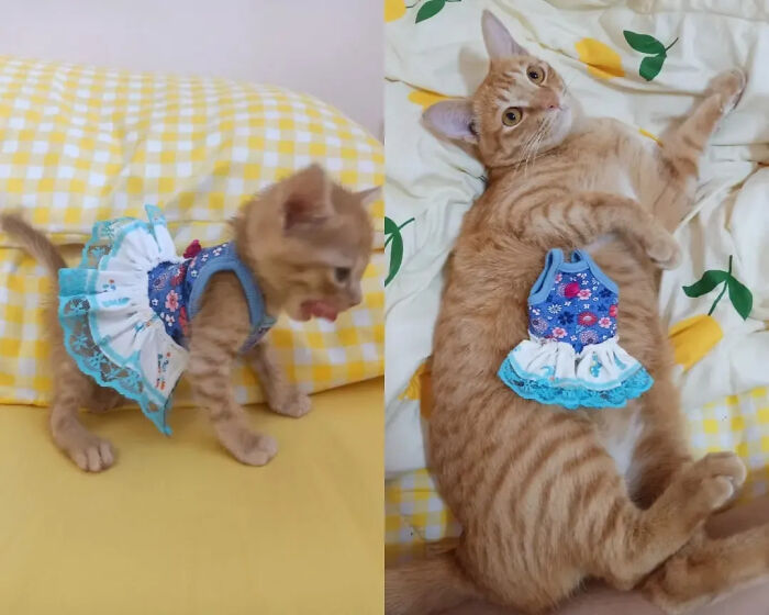 This Instagram Page Is Pure Cat Chaos And You'll Totally Wanna Adopt One
