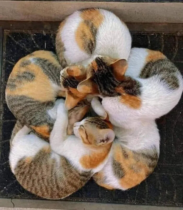 This Instagram Page Is Pure Cat Chaos And You'll Totally Wanna Adopt One