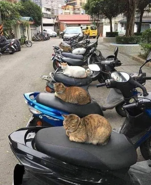 This Instagram Page Is Pure Cat Chaos And You'll Totally Wanna Adopt One