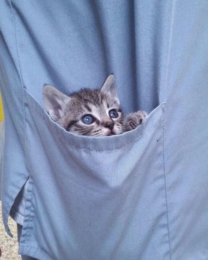 This Instagram Page Is Pure Cat Chaos And You'll Totally Wanna Adopt One