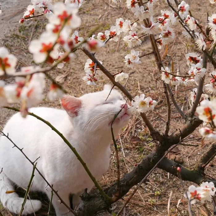 This Instagram Page Is Pure Cat Chaos And You'll Totally Wanna Adopt One