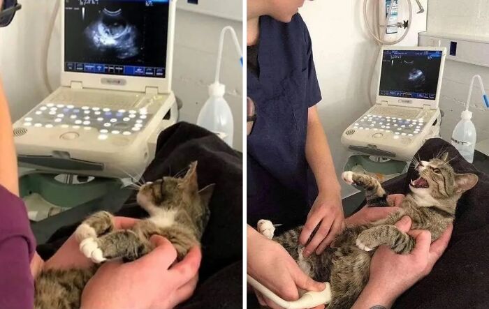 This Instagram Page Is Pure Cat Chaos And You'll Totally Wanna Adopt One