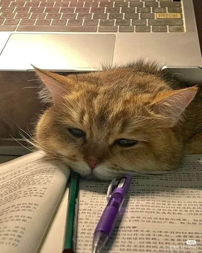 This Instagram Page Is Pure Cat Chaos And You'll Totally Wanna Adopt One