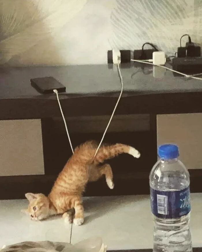 This Instagram Page Is Pure Cat Chaos And You'll Totally Wanna Adopt One