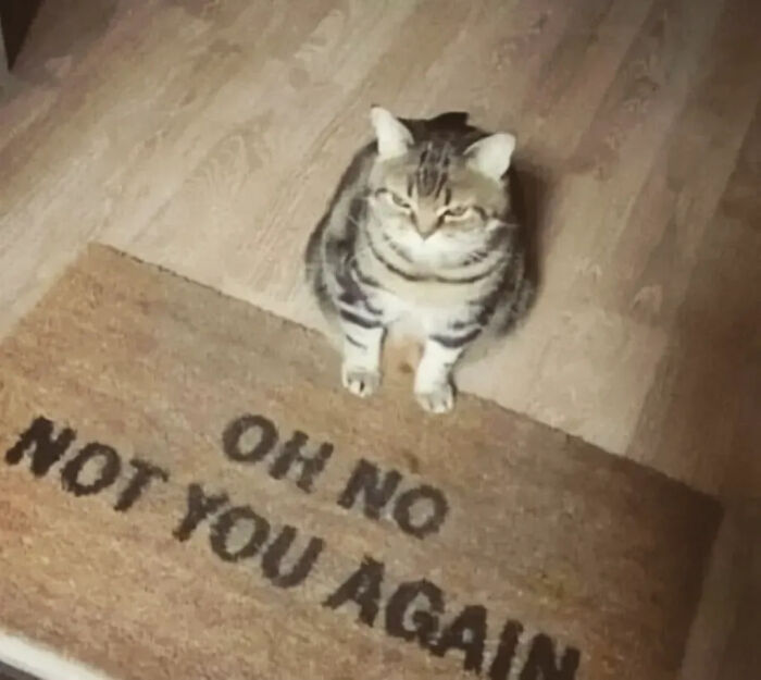 This Instagram Page Is Pure Cat Chaos And You'll Totally Wanna Adopt One