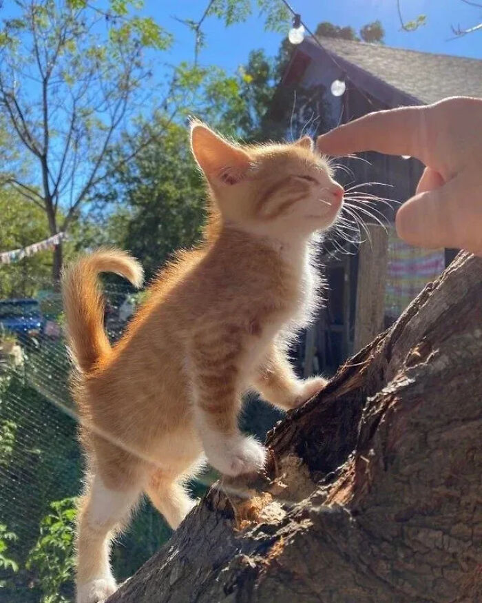 This Instagram Page Is Pure Cat Chaos And You'll Totally Wanna Adopt One