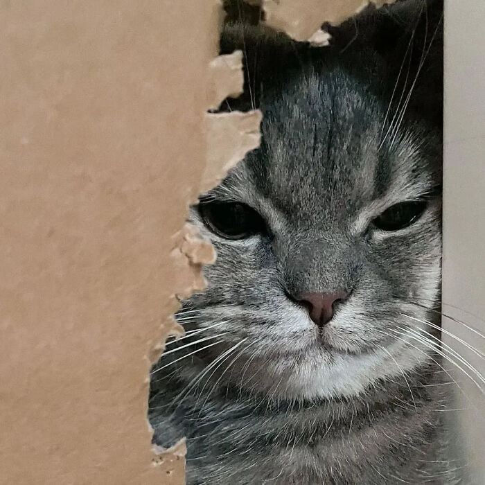 This Instagram Page Is Pure Cat Chaos And You'll Totally Wanna Adopt One