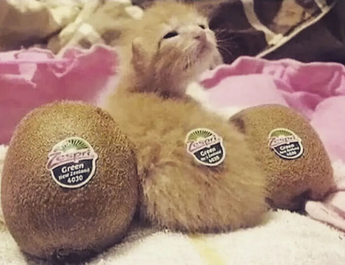 This Instagram Page Is Pure Cat Chaos And You'll Totally Wanna Adopt One