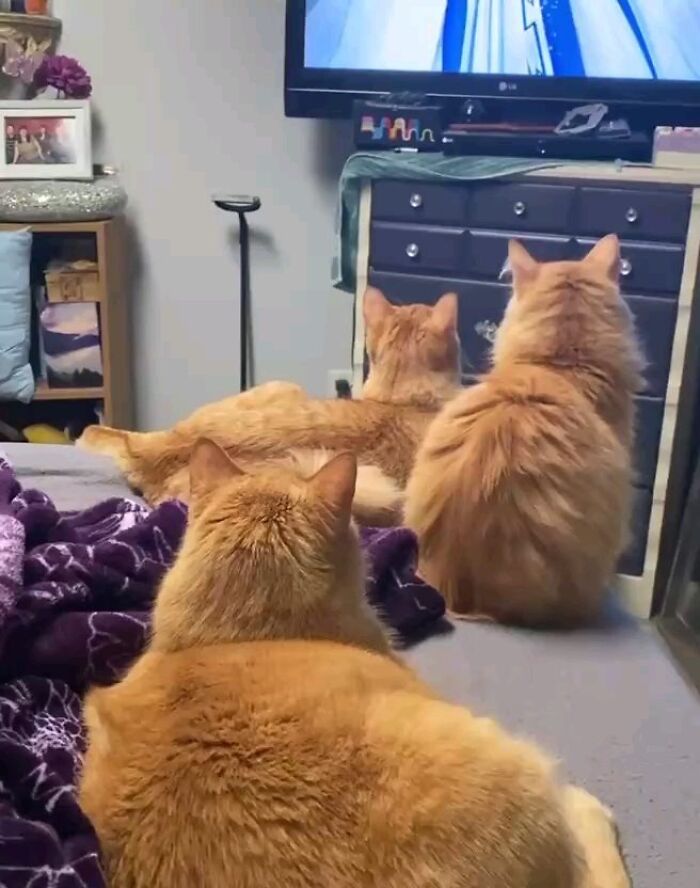 This Instagram Page Is Pure Cat Chaos And You'll Totally Wanna Adopt One