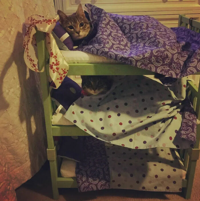 This Instagram Page Is Pure Cat Chaos And You'll Totally Wanna Adopt One