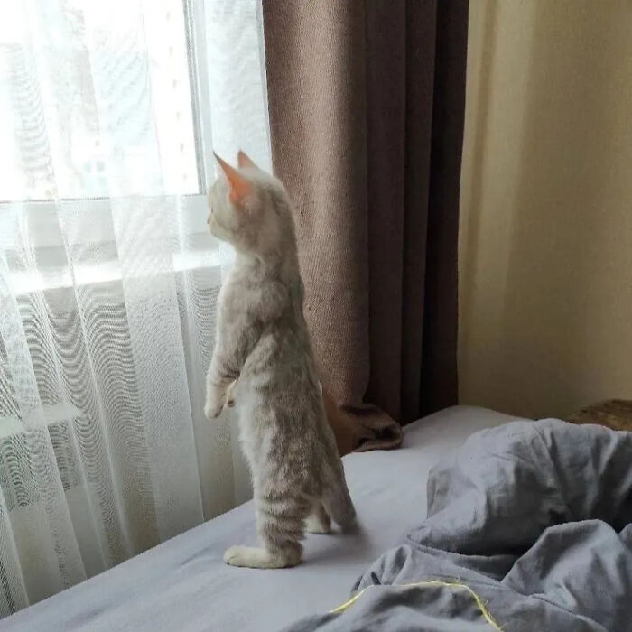 This Instagram Page Is Pure Cat Chaos And You'll Totally Wanna Adopt One