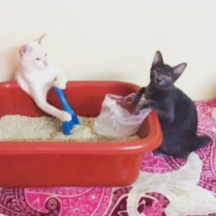 This Instagram Page Is Pure Cat Chaos And You'll Totally Wanna Adopt One