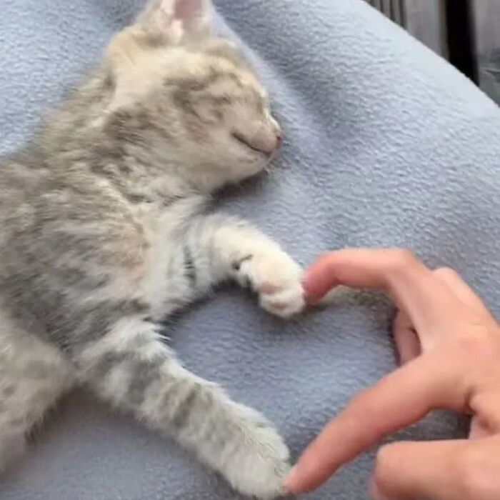 This Instagram Page Is Pure Cat Chaos And You'll Totally Wanna Adopt One
