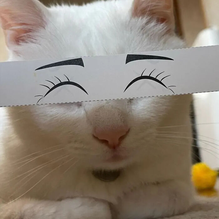 This Instagram Page Is Pure Cat Chaos And You'll Totally Wanna Adopt One