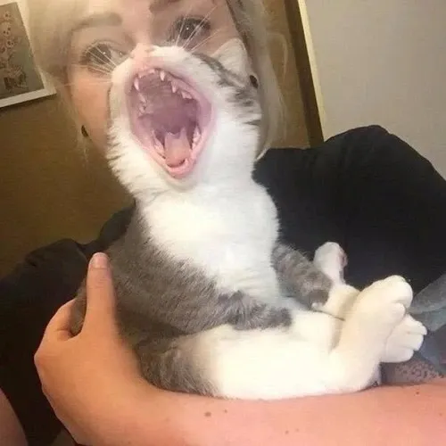 This Instagram Page Is Pure Cat Chaos And You'll Totally Wanna Adopt One