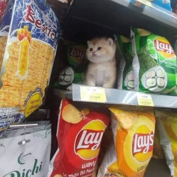 This Instagram Page Is Pure Cat Chaos And You'll Totally Wanna Adopt One