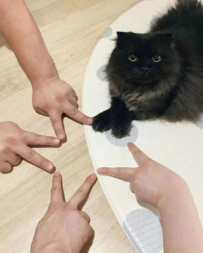 This Instagram Page Is Pure Cat Chaos And You'll Totally Wanna Adopt One