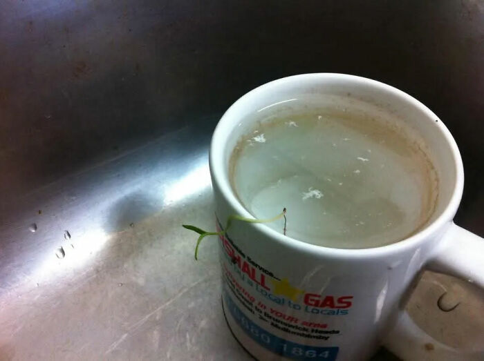 The Mug That Refused to Get Washed (For Three Months!)