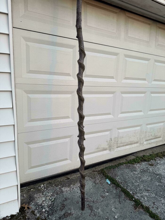 Brought This Beauty Home From Camping! Now What? Walking Stick Tips?