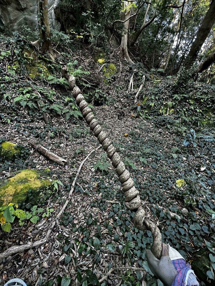 Found A Rad Spirally Dude!