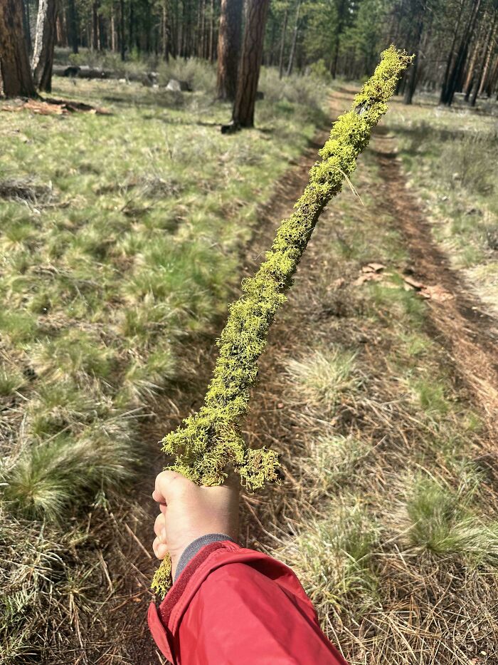 Here’s My Sword Stick, Covered in Magical Moss