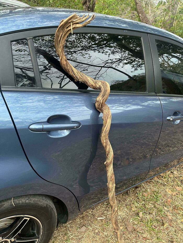 Rate This Beautiful Stick Thing!