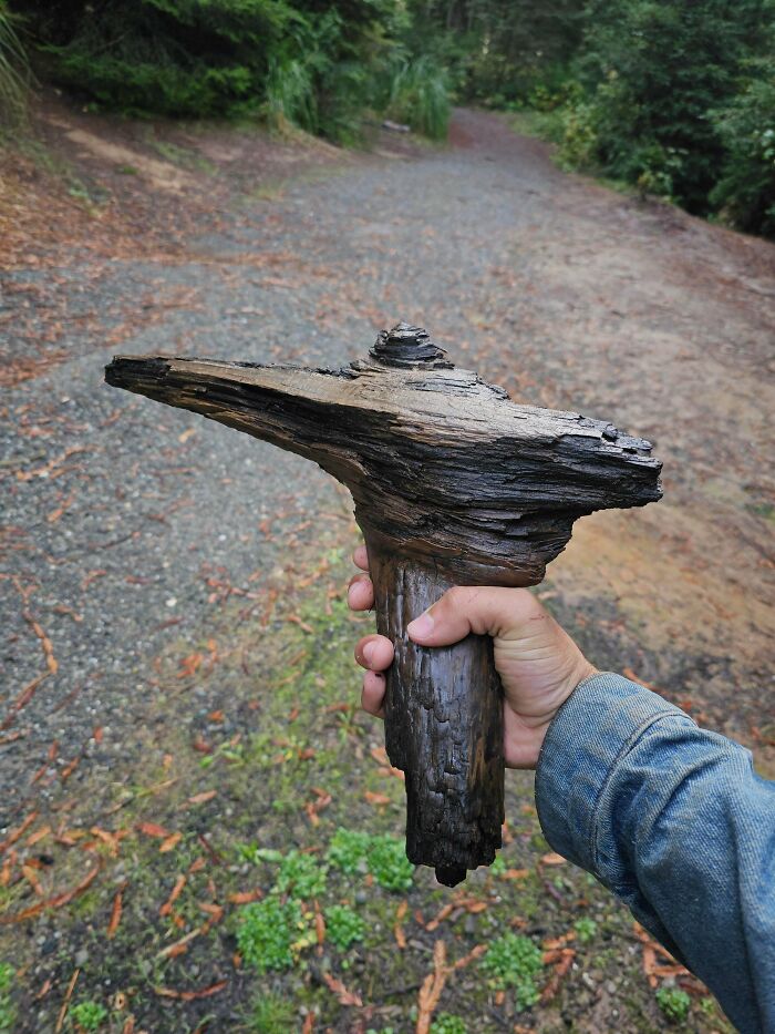 Someone Dropped A Big Iron In The Woods...