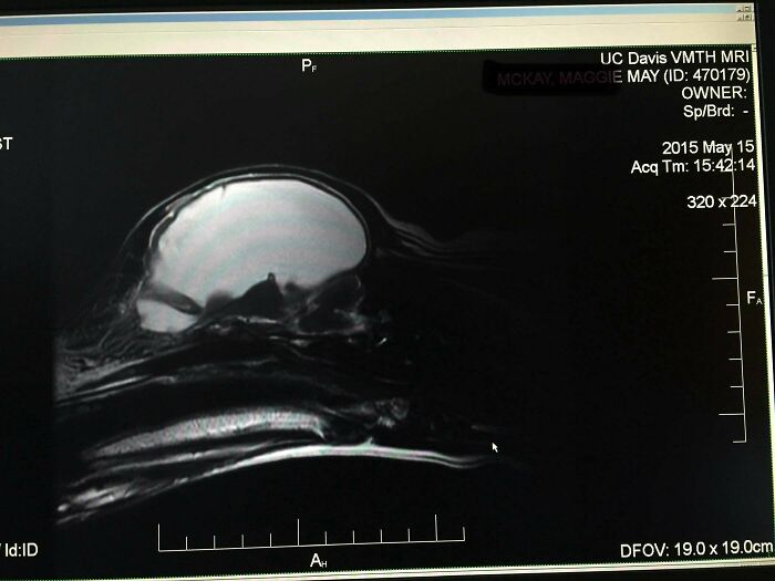 After 6 Years, We Found Out Our Dog’s Brain Was Mostly... Empty
