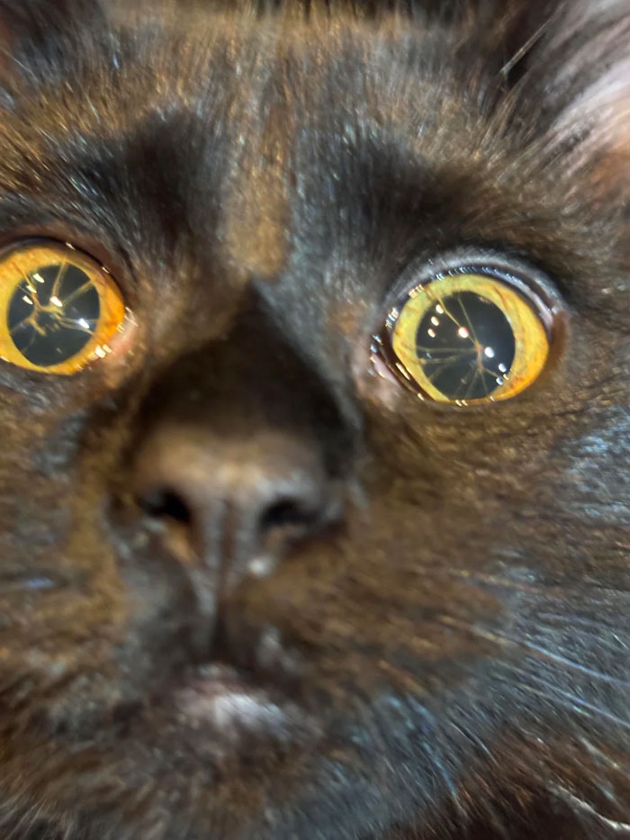 Cat With Two Pupils Sees Just Fine!