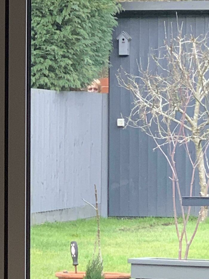 My Neighbor’s Daily Weirdness Just Keeps Coming