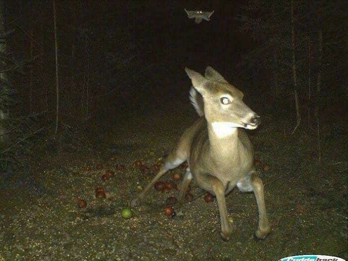 Deer Running From A Flying Squirrel, Caught On Camera