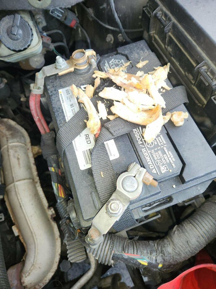 Someone Put A Whole Chicken In My Car’s Engine! What’s That About?