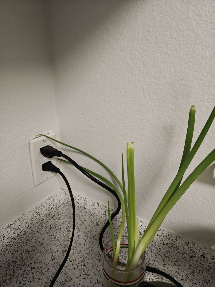 My Onions Are Growing Toward The Power Outlet. Nature’s Curiosity!